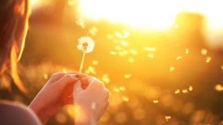 Woman holding dandelion sun shining - a dandelion free wallpaper