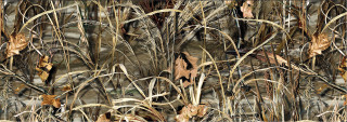 Cat dead plants wall photorealism - a picture of a wall free wallpaper