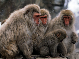 Three monkeys snow rock head - alex petruk ape free wallpaper