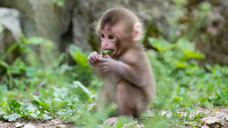 Small monkey eating grass neck - a small monkey free wallpaper