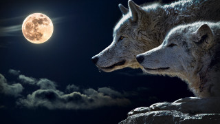 White wolves moon clouds dark - full moon free wallpaper
