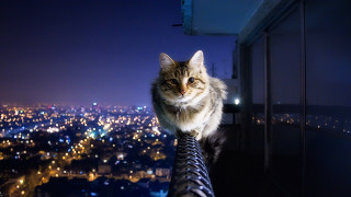 Cat building night city lights - symmetric balance free wallpaper
