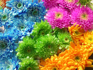 Colorful flowers circle table black - ammi phillips free wallpaper