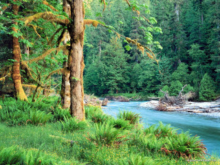 River forest impressionist nature sunlight - tall tree free wallpaper