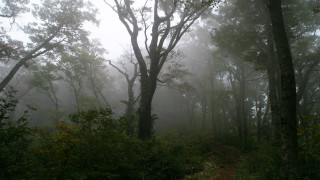 Foggy forest trail bench trees - murata range free wallpaper
