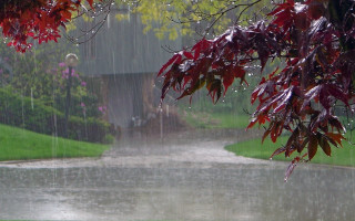Rain soaked road red tree 2 - the rain free wallpaper