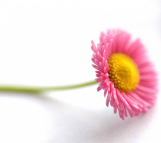 Pink flower yellow center white - macro photography free wallpaper