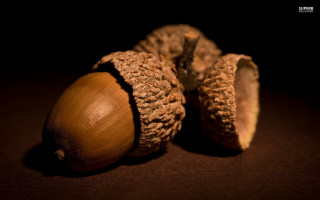 Nut shell table dark background - cornelia parker free wallpaper