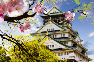 Tall building tower flowers tree 2 - a tower free wallpaper