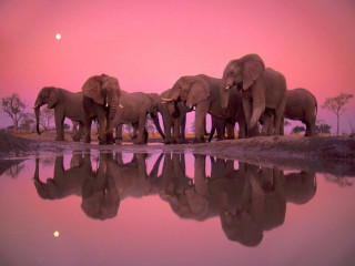 Elephants water sunset pink sky - sunset free wallpaper