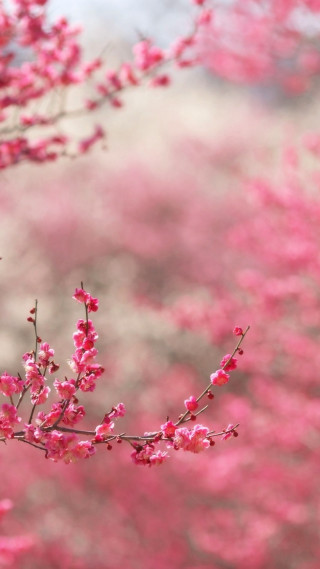 Branch pink flowers foreground blurry - florianne becker free wallpaper