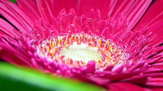 Pink flower green stem yellow 2 - a green stem in the background free wallpaper