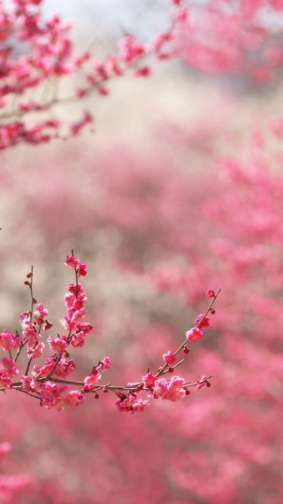 Branch pink flowers foreground blurry 2 - florianne becker free wallpaper