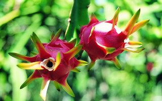 Flower bud forest vibrant nature - a jigsaw puzzle free wallpaper for desktop