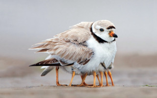 Birds beach sand massurrealism oversized - symmetrical balance free wallpaper