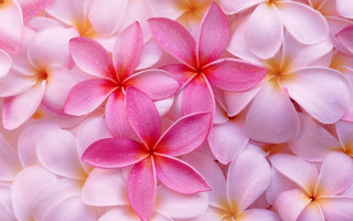 Pink white flowers water droplets 2 - water droplet free wallpaper