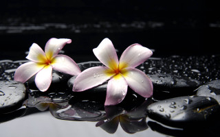 Pink flowers black surface water - a few drop of water free wallpaper