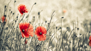 Red flowers gray background blurry - processed free wallpaper