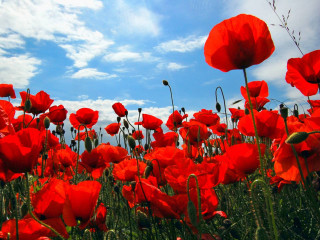 Red flower field blue sky 7 - impressionist free wallpaper