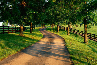 Dirt road fence trees grassy 3 - a fence and trees free wallpaper