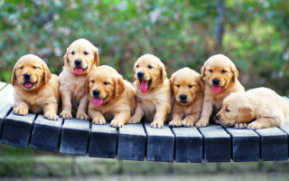 Puppies sitting table tongues out 2 - a table together free wallpaper