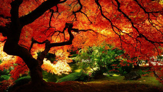 Tree red leaves park bench 7 - impressionist free wallpaper