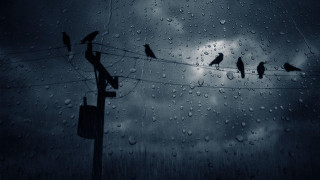 Birds wire rain cloudy sky 2 - a group of birds free wallpaper