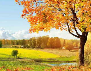 Tree yellow leaves field stream 3 - a house in the distance free wallpaper