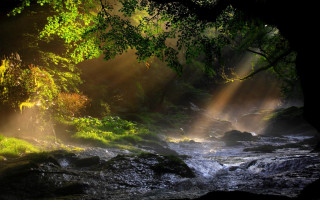 Stream forest sunlight trees water - a stream free wallpaper