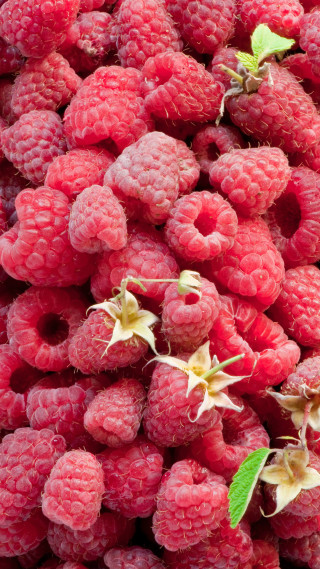 Raspberries green leaf pile bottom - a green leaf free wallpaper