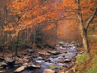Stream forest autumn bench trees - a stream free wallpaper