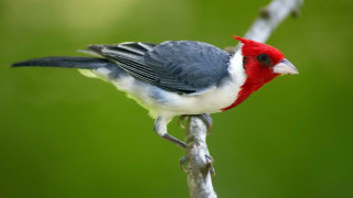 Small bird perched twig tree - a red head free wallpaper