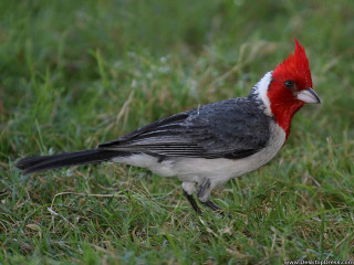 Red headed bird open beak - its beak open free wallpaper