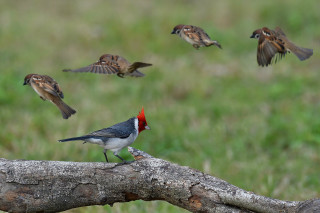 Red head bird branch flying - a red head free wallpaper
