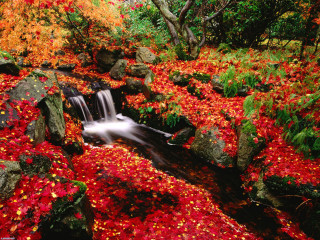 Stream red leaves rocks forest 5 - alexander brook free wallpaper