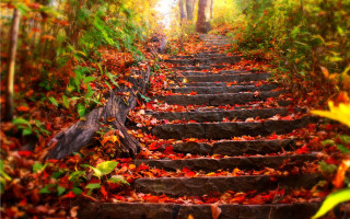 Steps woods leaves ground trees - the ground and trees free wallpaper