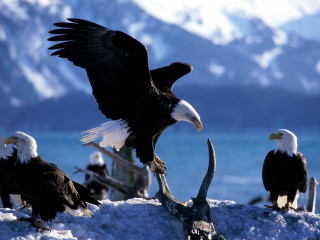 Bald eagles snow lake mountains - bald free wallpaper