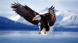 Bald eagle flying water mountains 5 - over a body of water free wallpaper