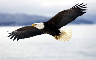 Bald eagle flying water mountains - bald free wallpaper