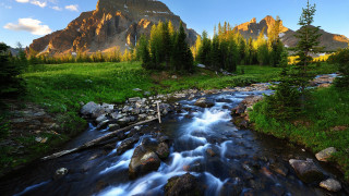 Stream lush green forest trees 6 - beautiful landscape free wallpaper