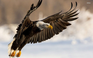 Bald eagle flying wings spread 8 - bald free wallpaper