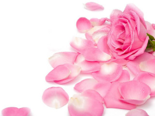 Pink rose petals waterdrops green - rose free wallpaper