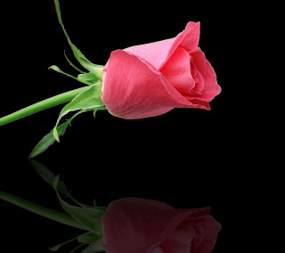 Pink rose reflection water black - the water free wallpaper