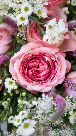 Pink roses white flowers green - purple free wallpaper