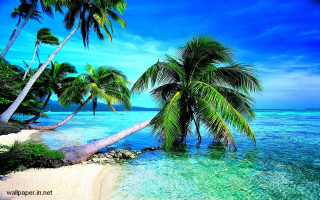 Tropical beach palm trees clear 4 - clear water free wallpaper