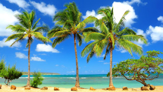 Beach palm trees blue sky 8 - felipe seade free wallpaper