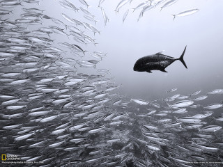 Large group fish swimming ocean 6 - a large group of fish swimming in the ocean together free wallpaper