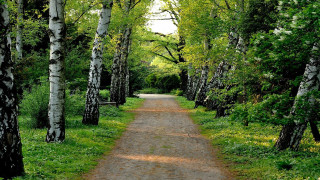 Dirt road trees grass woods - the side of the road free wallpaper