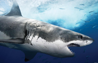 Great white shark mouth open - great free wallpaper