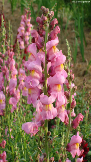 Pink flower blooming garden other - incoherent free wallpaper